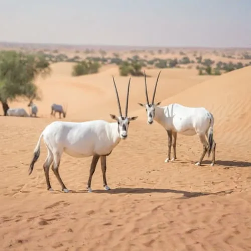 Balloon Flights with vintage car ride