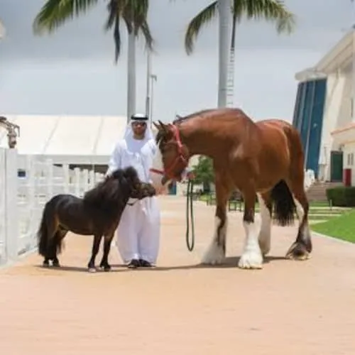 Horse Riding at Abu Dhabi