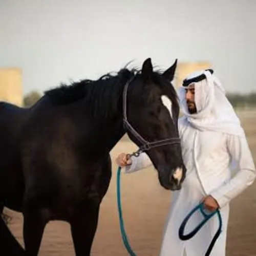 https://d1i3enf1i5tb1f.cloudfront.net/Tour-Images/Final/Horse-Riding-At-Abu-Dhabi-509238/1725963614714_S.jpg