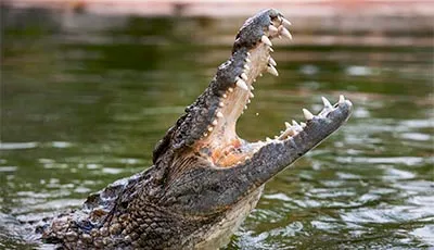 Dubai Crocodile Park
