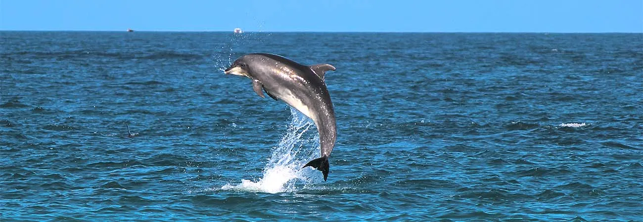 https://d1i3enf1i5tb1f.cloudfront.net/Tour-Images/false-509046/dolphin-tour.jpg