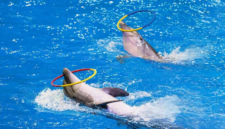 Dubai Dolphinarium